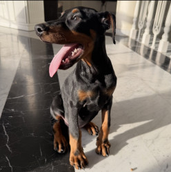 Male Doberman - 2.5 months - Vaccinated