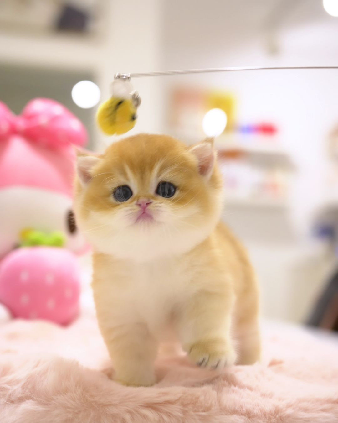 Munchkin Kittens for Rehoming – Cute, Healthy & Loving