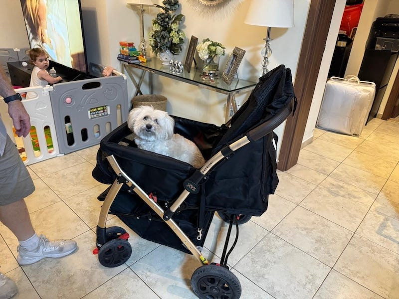 Pet Rover Heavy Duty Dog Stroller – Safe & Comfortable Ride
