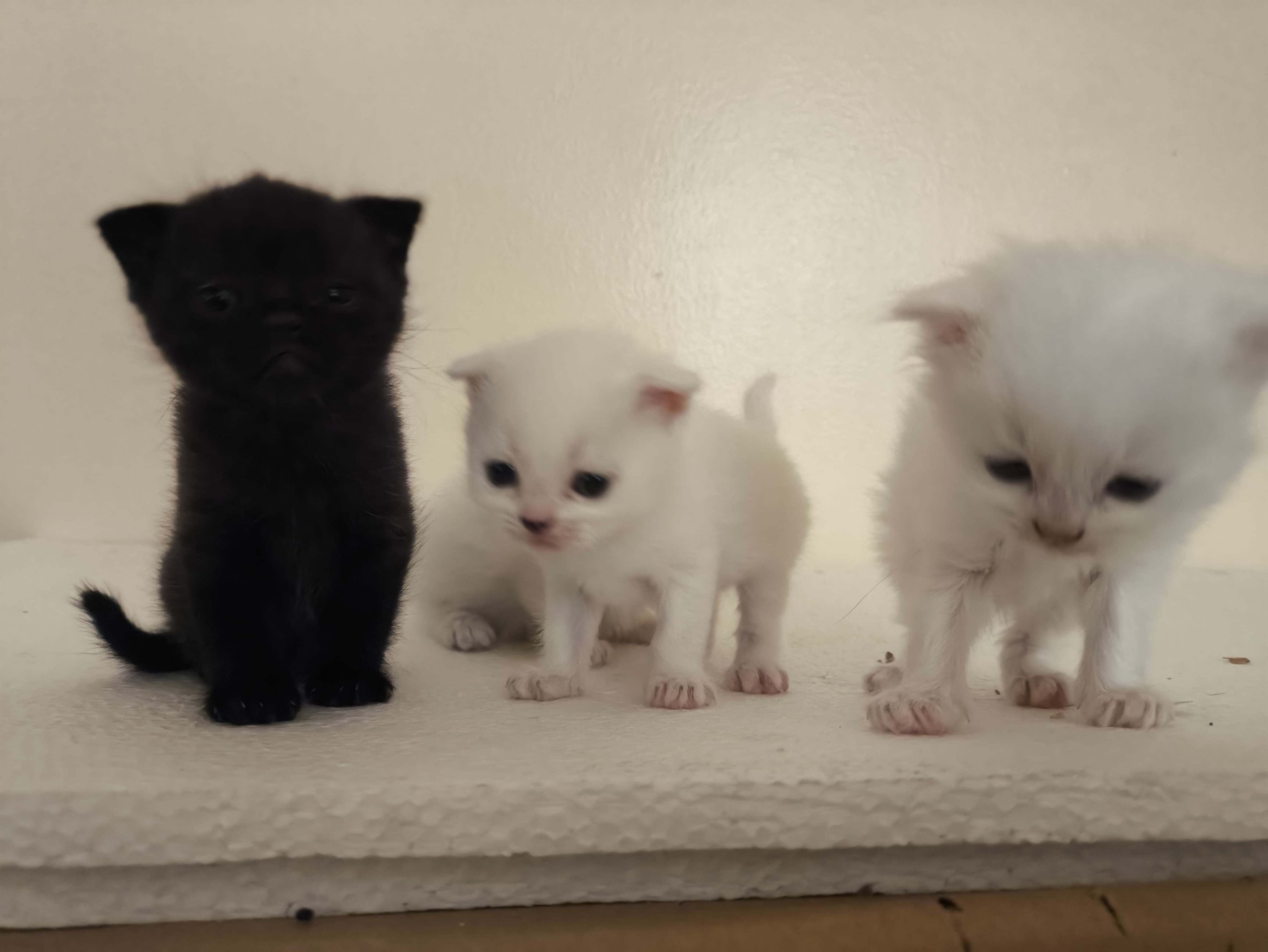 Adorable Pets for Sale & Adoption | Find Your Perfect Pet-image