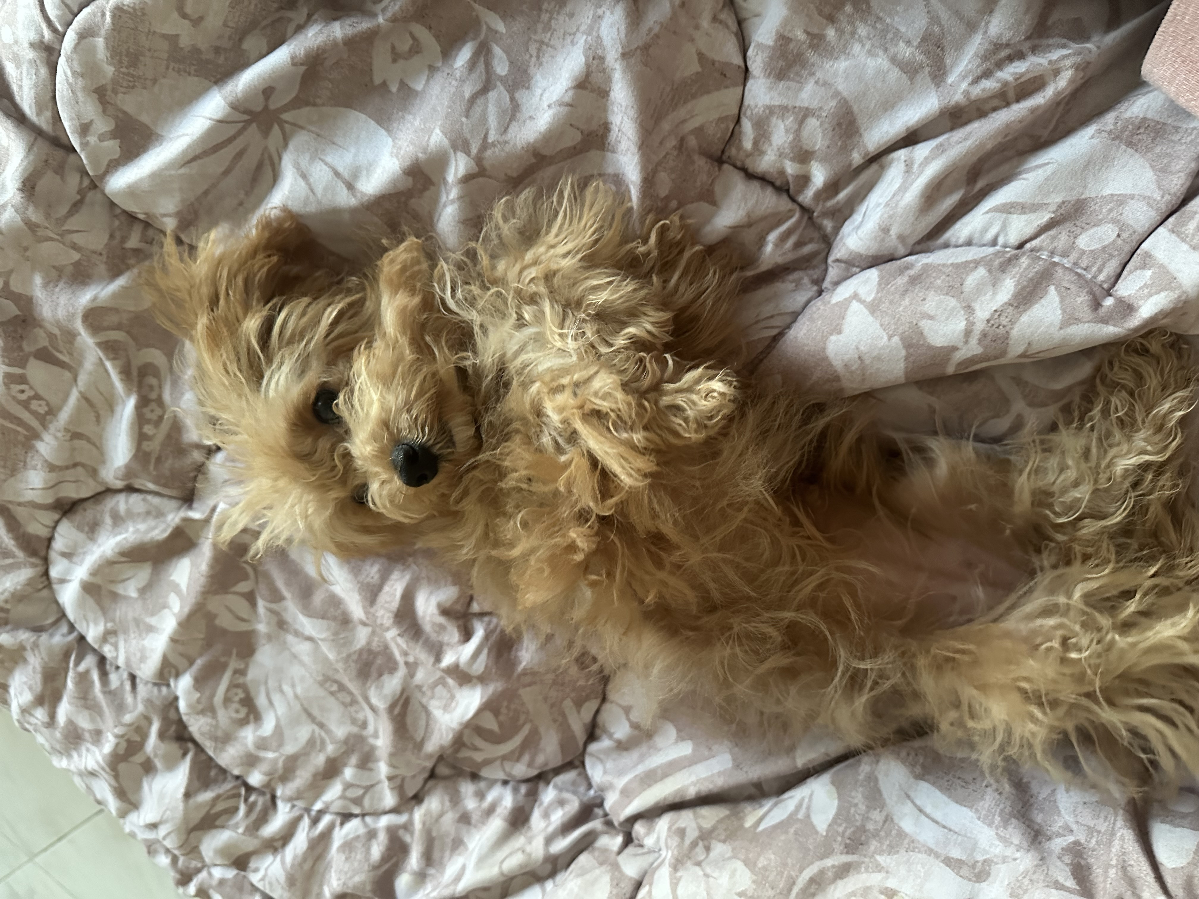 Female Maltipoo for Sale – Cute, Smart & Hypoallergenic