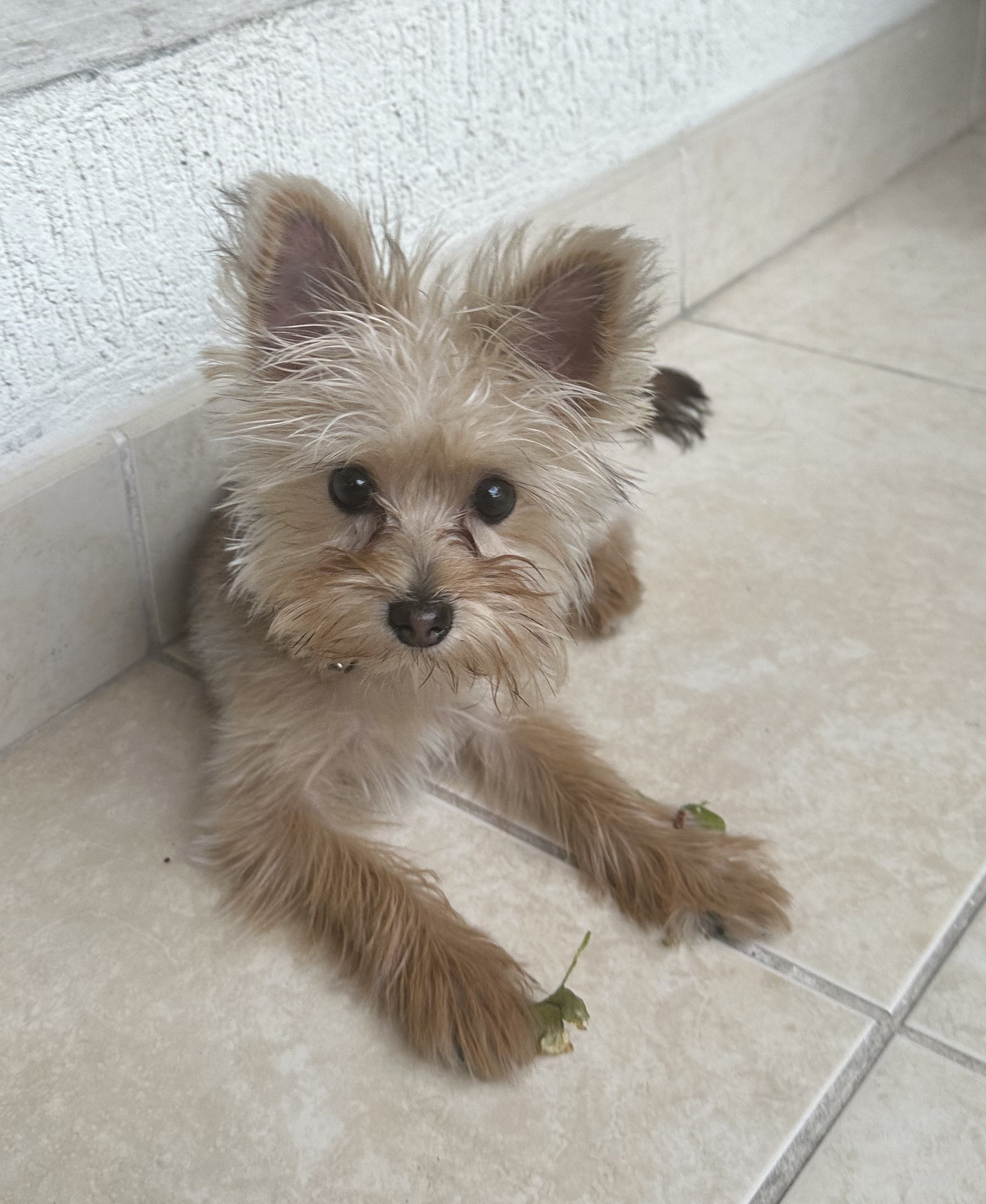 Yorkshire Dog for sale-pic_1